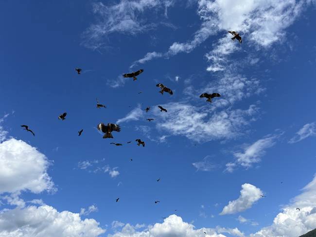 六月禾木村景色