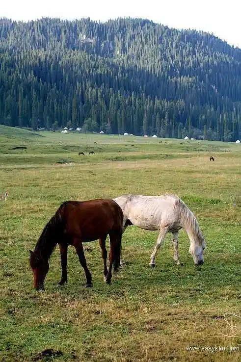 新疆库尔德宁风光