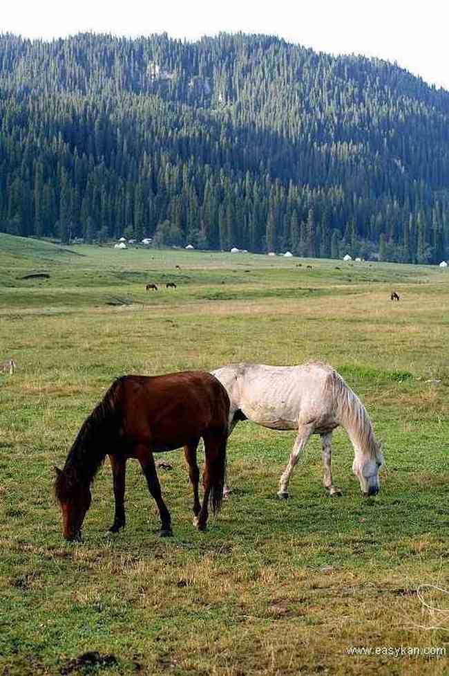 新疆库尔德宁风光,图六