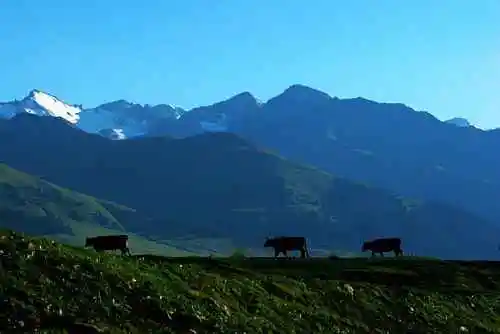 新疆那拉提风光