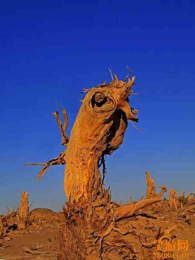 怪树林胡杨,图二