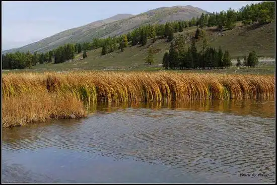 喀纳斯风光组图