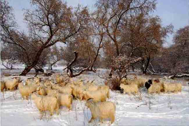 新疆霍城风光,图六