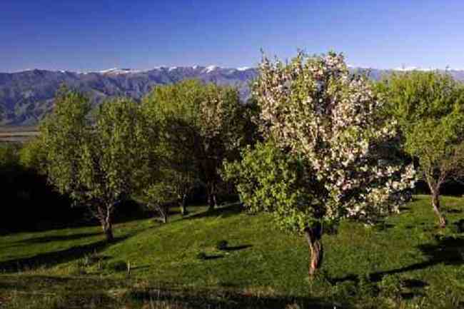新疆新源风光,图七