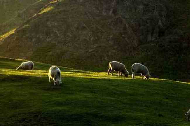 新疆江布拉克草原风光,图七