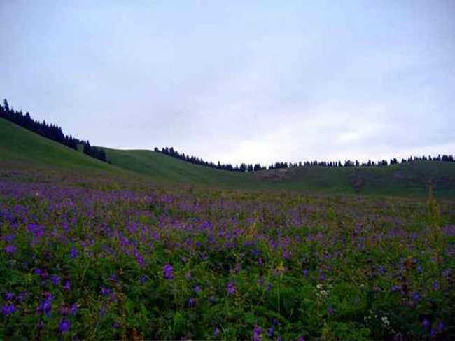 新疆7月的花儿沟组图,图二