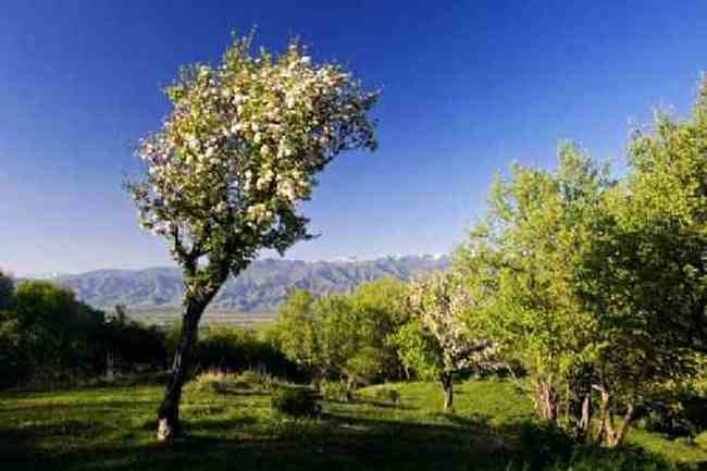 新疆新源风光,图六