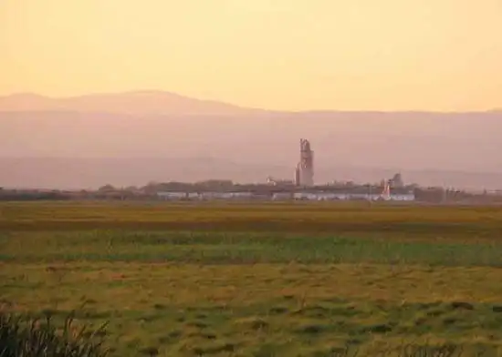 哈巴河：金色芦苇荡