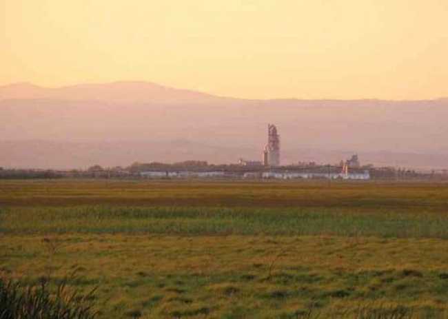 哈巴河：金色芦苇荡,图一