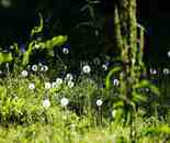 新疆那拉提草原風光