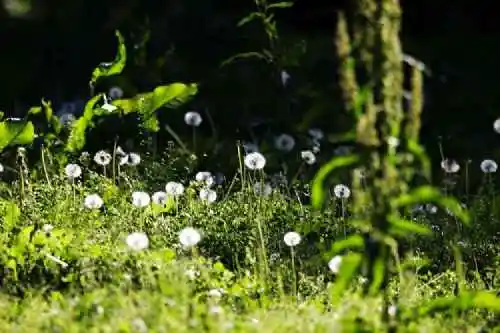 新疆那拉提草原风光