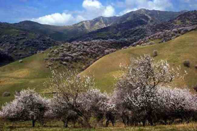 原始杏树沟,图四