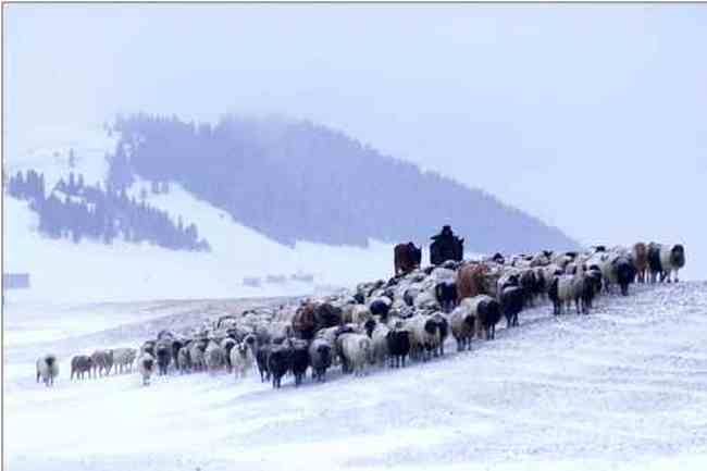 新疆霍城风光,图一