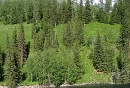 新疆喀纳斯风光