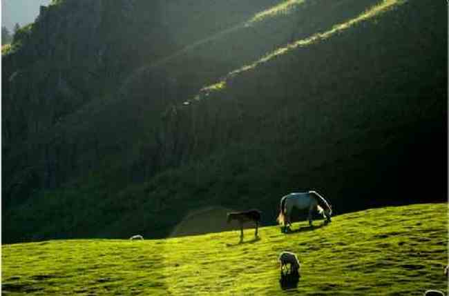 新疆江布拉克草原风光,图十八