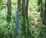 新疆喀納斯風(fēng)光