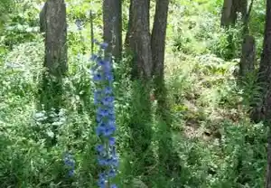 新疆喀纳斯风光