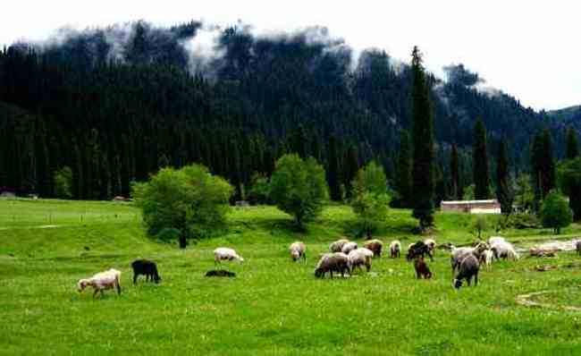 新疆库尔德宁风光,图七