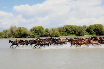 昭蘇濕地公園,天馬浴河,圖七