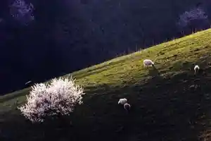 原始杏树沟
