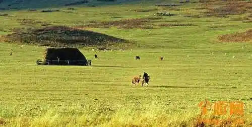 世外桃源白哈巴