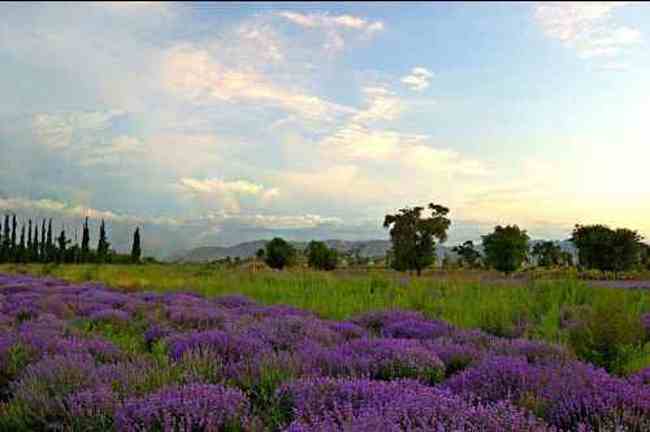 新疆八一农场,图二