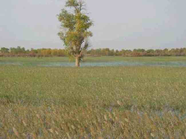 新疆 - 塔克拉玛的另一道风景,图七