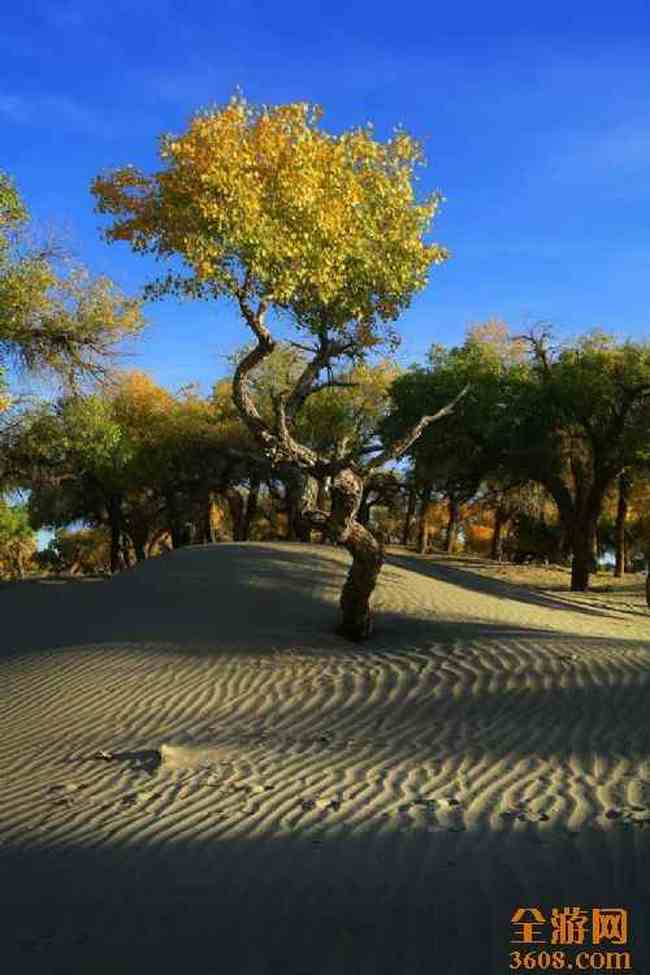 沙漠胡杨,图八