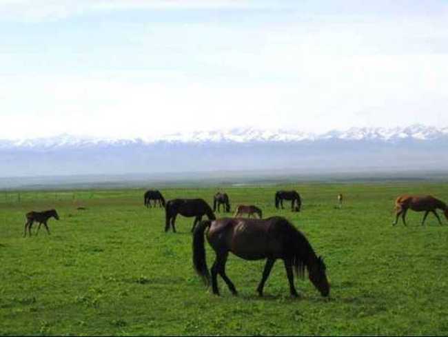 新疆天马之乡伊犁昭苏(组图),图二