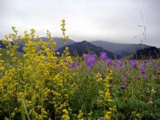 新疆7月的花儿沟组图