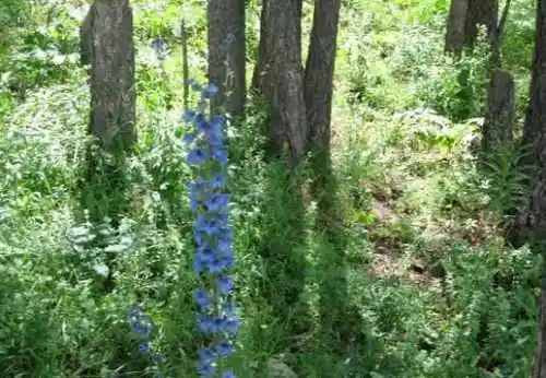 新疆喀纳斯风光