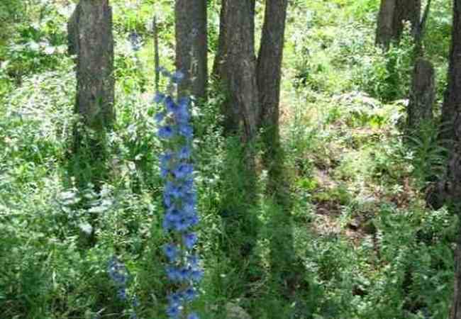 新疆喀纳斯风光,图一