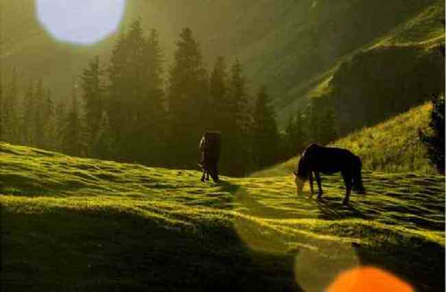 新疆江布拉克草原风光,图十五