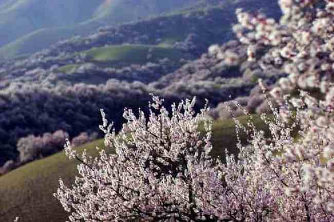 新疆新源县 原始杏树沟,图四