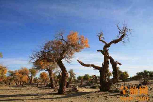 沙漠胡杨,图十七