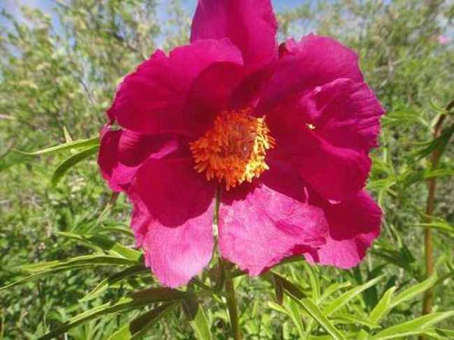 五月塔城山花节-巴尔鲁克山芍药谷(组图),图五