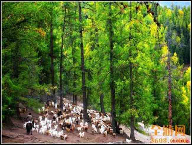 新疆北疆风光,图