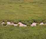 哈巴河：金色蘆葦蕩