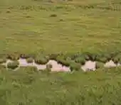 哈巴河：金色芦苇荡