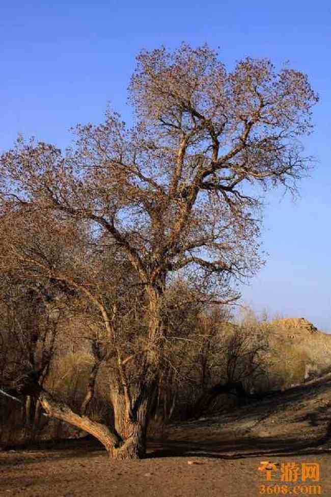 新疆自驾之旅（五）,图二十
