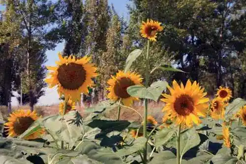 新疆阿拉山口国防公路