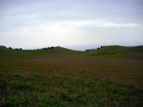 新疆7月的花儿沟组图