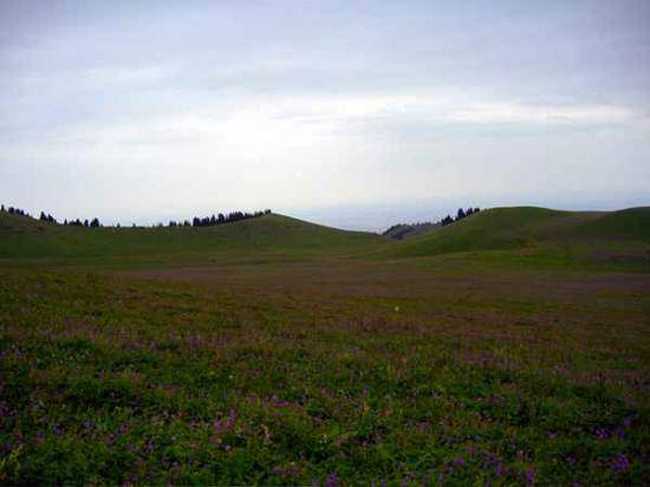 新疆7月的花儿沟组图,图三