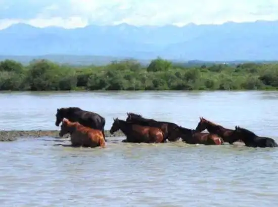 新疆天马之乡伊犁昭苏(组图)