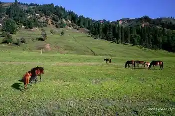 新疆库尔德宁风光,图五