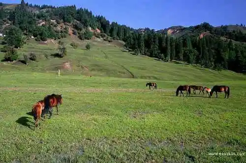新疆库尔德宁风光