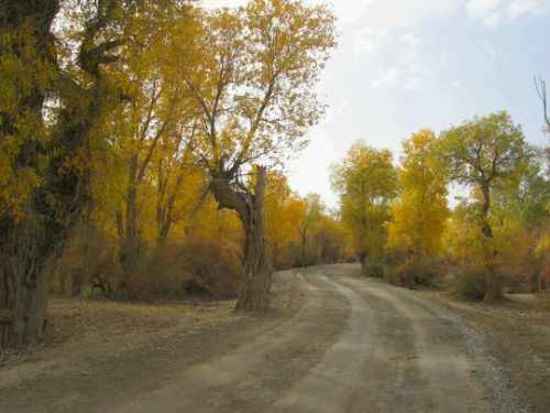 新疆 - 塔克拉玛的另一道风景,图六