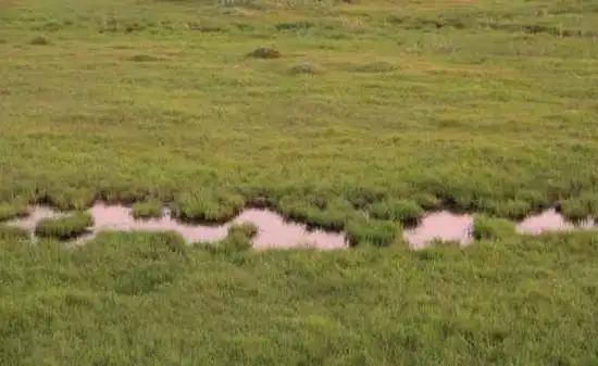 哈巴河：金色芦苇荡