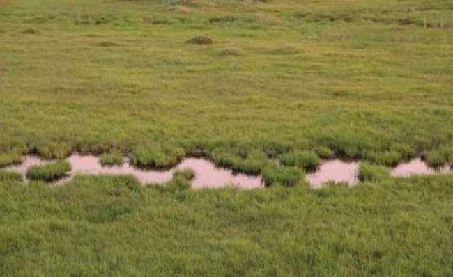 哈巴河：金色芦苇荡,图八