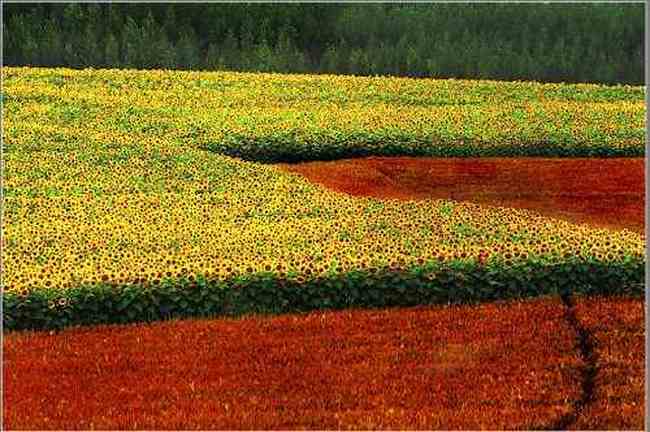 新疆伊犁行,圖三